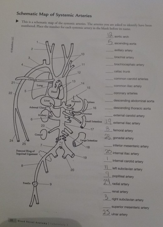 Solved Place The Number For Each Systemic Artery In The B Chegg Com