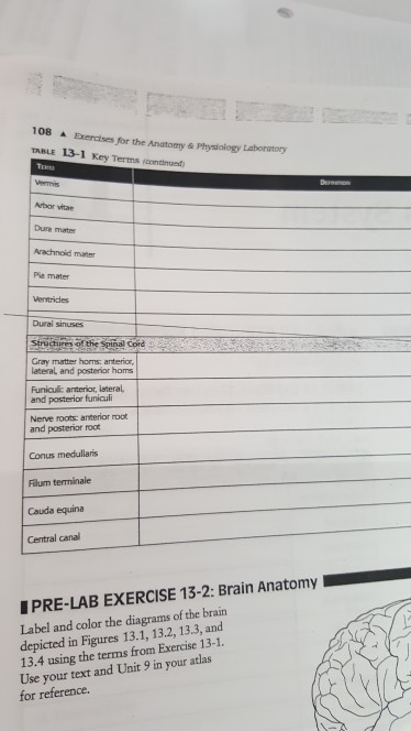 108 Exeraises for the Anatomy & Physiology Laboratory TABLE 13-1 Key Terms (oontinoed Tuet Arbor vitae Dure mater Arachnoid mater Pie mater Ventridies Dural sinuses Strucures of the Spinal Cord Gray matter homs: anterior lateral and posteriar homs Funiculic anteriot, lsteral and posterior funicu Nerve roots: anterior root and posterior root Conus medullaris Flum terminale Cauda equina Central canal PRE-LAB EXERCISE 13-2: Brain Anatomy Label and color the diagrams of the brain depicted in Figures 13.1, 13.2, 13.3, and 13.4 using the terms from Exercise 13-1. Use your text and Unit 9 in your atlas for reference.