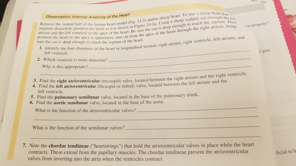 Solved Observation Internal Anatomy Of The Remove The Ve Chegg Com