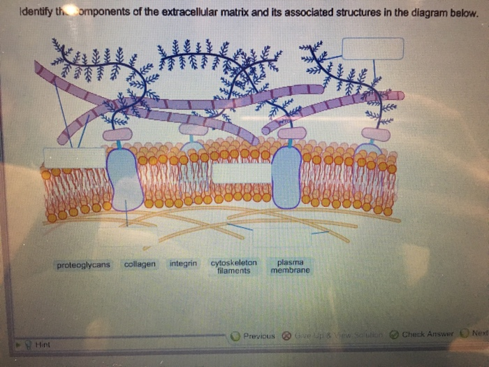 extracellular matrix diagram