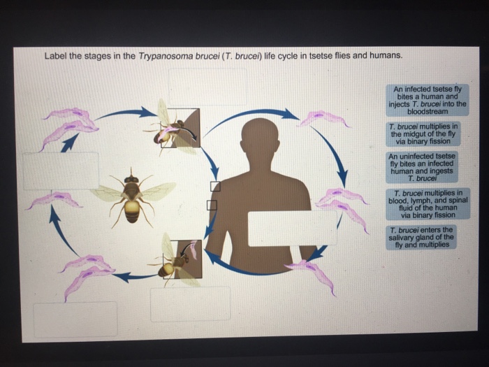 trypanosoma brucei life cycle