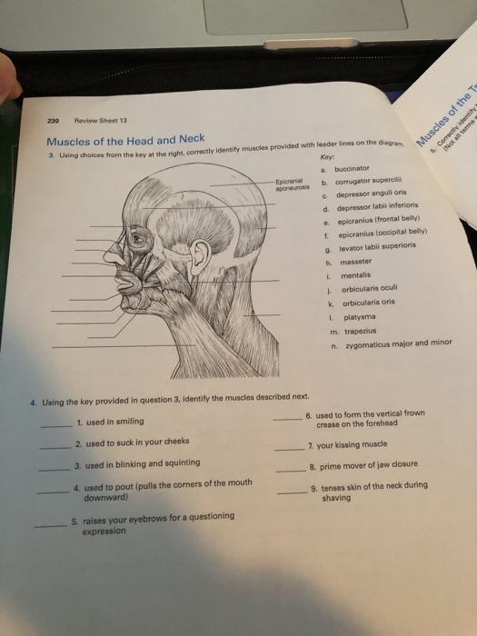 Solved I 230 Review Sheet 13 Muscles Of The Head And Neck