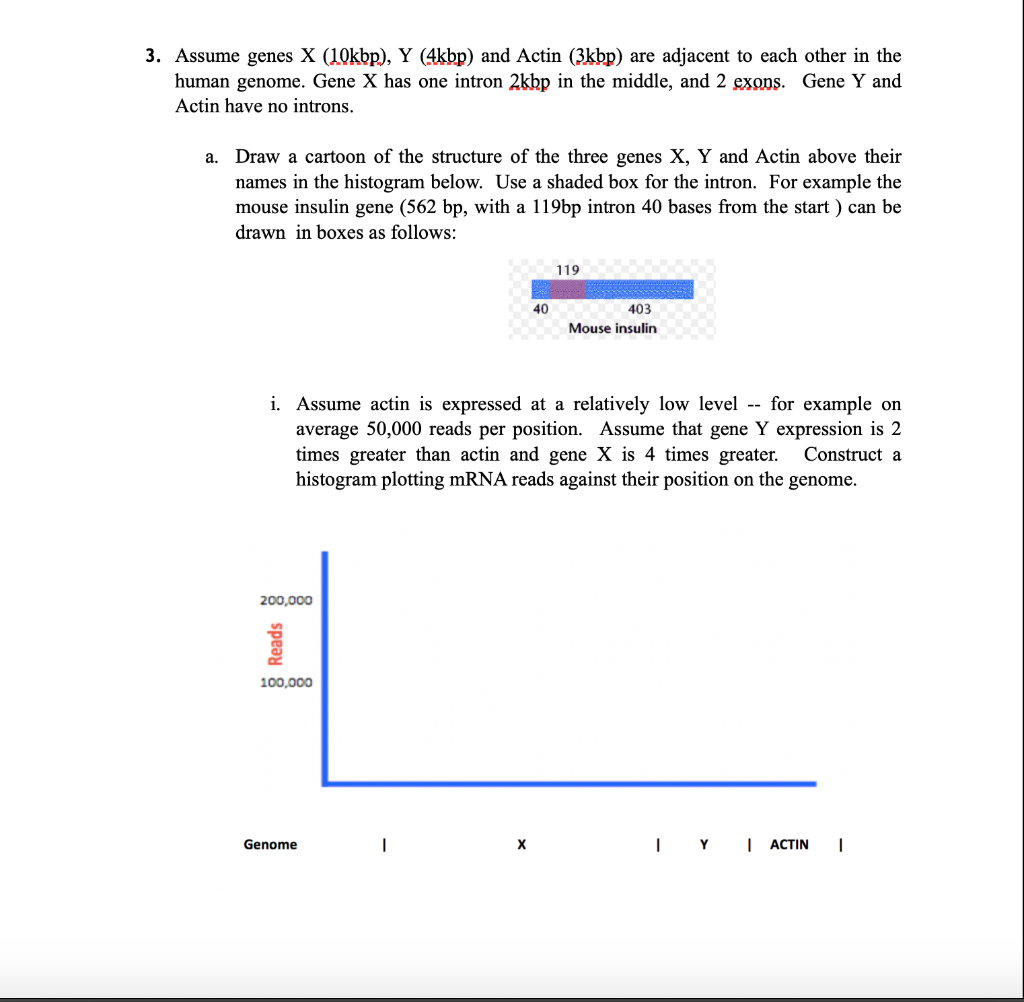 Solved 3 Assume Genes X 1okbp Y 4kbp And Actin 3kb