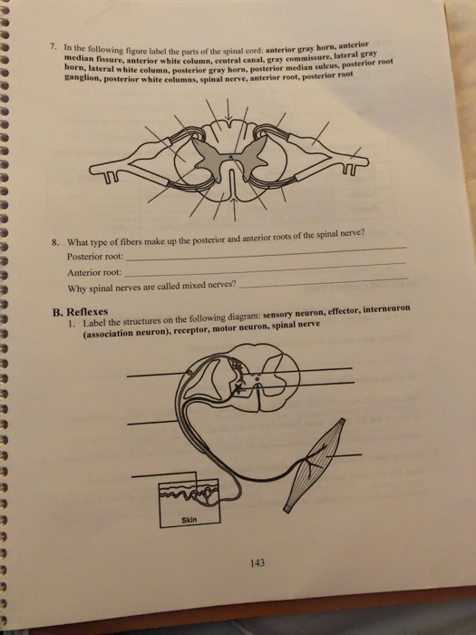 anterior median fissure