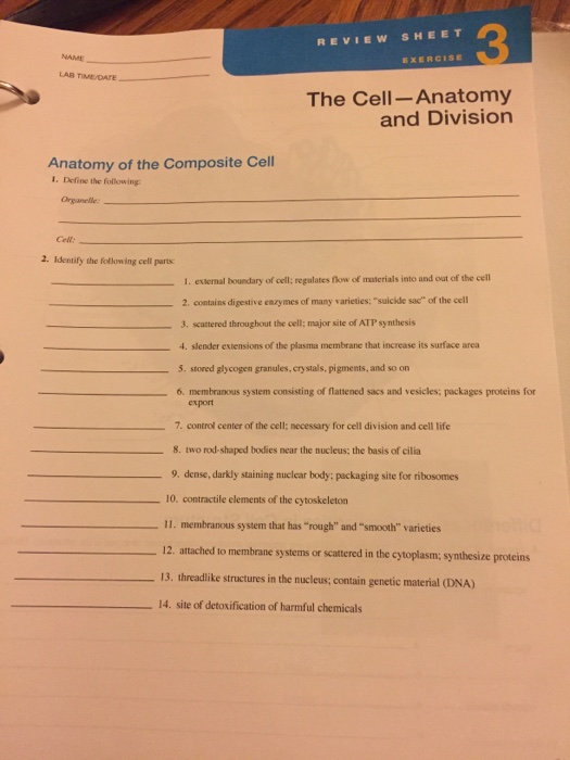 3 Review Sheet Name Exercise Lab Time Date The Chegg 