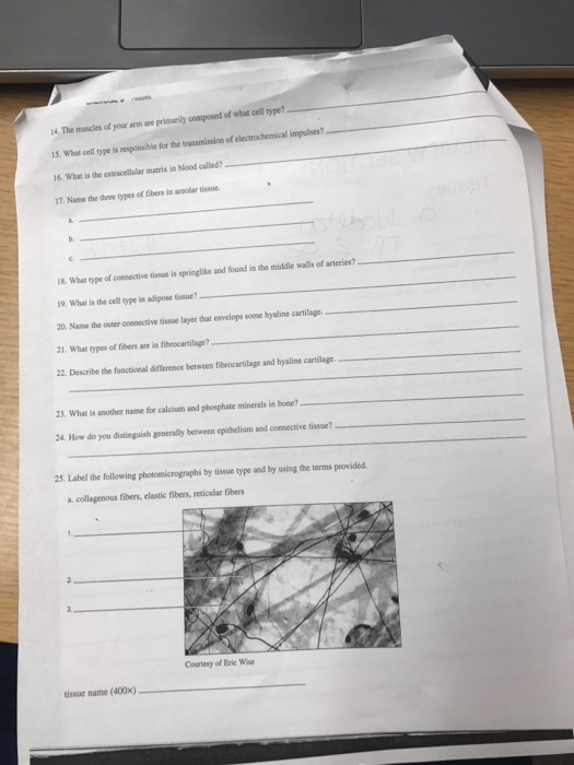 Exercise 5 Review Section Tissue Lab Section Time Chegg 