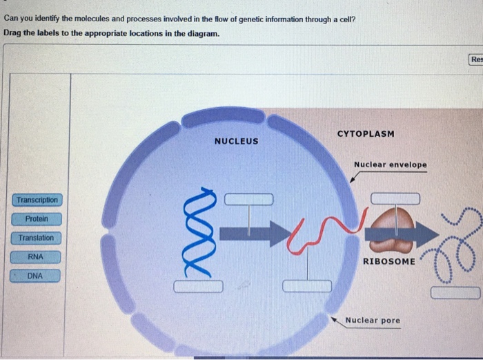 Solved Can You Identify The Molecules And Processes Invol