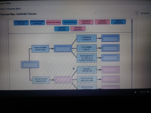 Concept Map Epithelial Tissues Solved: Rse Home CCh. 4 Tissues Quiz Concept Map: Epitheli 