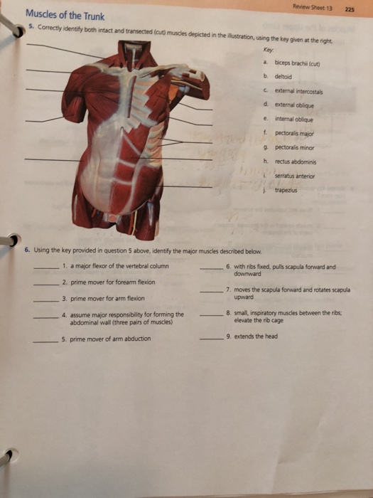 Review Sheet 13 225 Muscles Of The Trunk S Correctly Chegg 