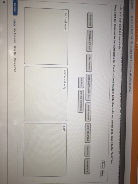 math tutorial center Drag To The Cell Structure Each Appropriate Solved: I Bin.