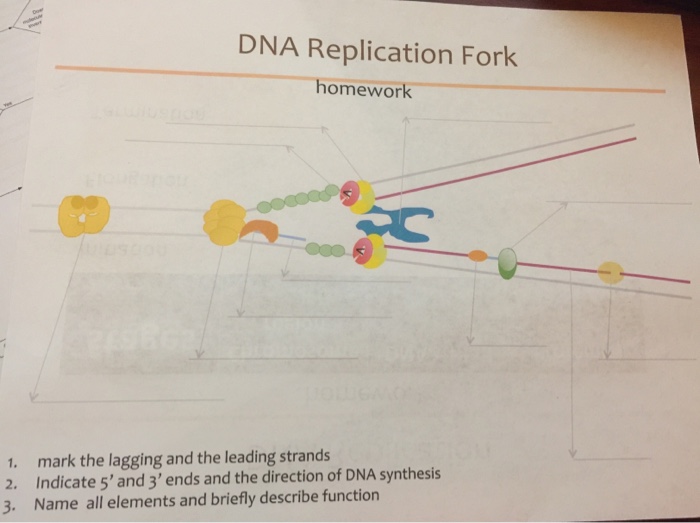 dna replication homework