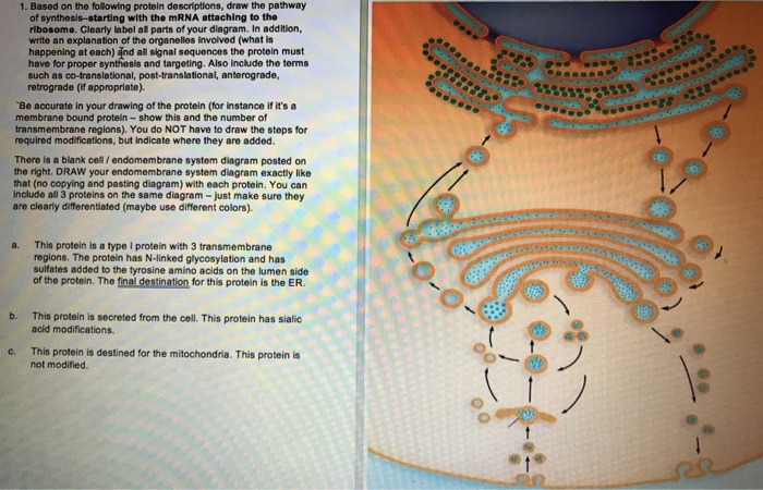 Solved 1. Based On The Following Protein Descriptions, Dr