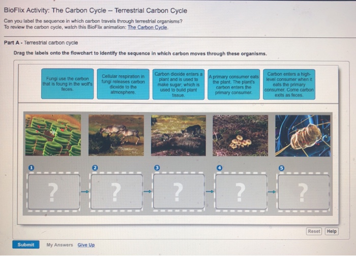 where does carbon cycle come from