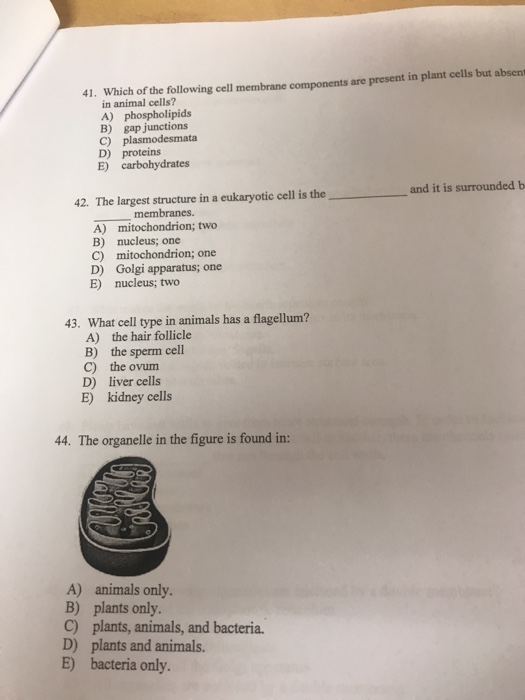 41 Which Of The Following Cell Membrane Components Chegg Com