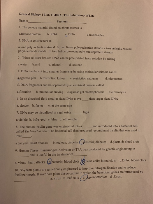 General Biology 1 Lab 11 Dna The Laboratory Of Life Chegg 