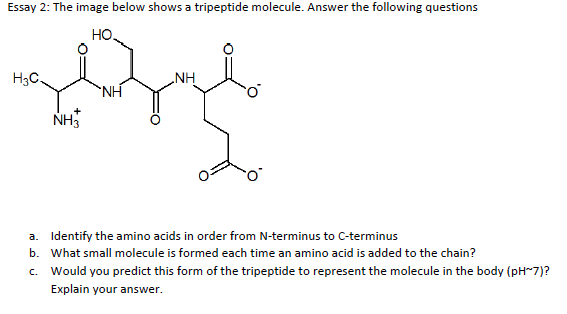 glutathione is an essential tripeptide in your body chegg Solved a whose function is to Solved 10. Glutathione does all