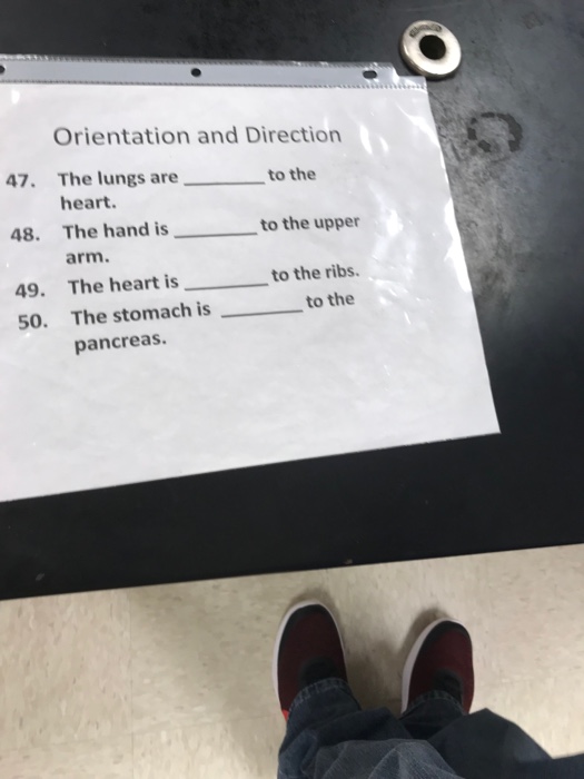 Solved Orientation And Direction 47 The Lungs Are Heart Chegg Com