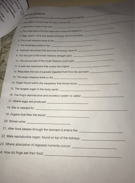 Solved T Lab Questions Ne Membrane Holds The Coils Of The Chegg Com