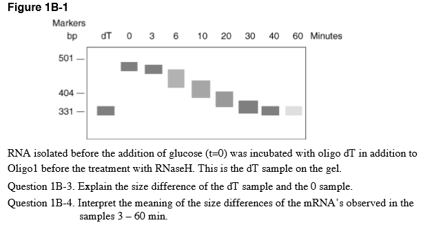 Figure 1B-1 Markers bp dT 0 3 6 10 20 30 40 60 Minutes 501 404- 331 RNA isolated before the addition of glucose (t-0) was incubated with oligo dT in addition to Oligol before the treatment with RNaseH. This is the dT sample on the gel. Question 1B-3. Explain the size difference of the dT sample and the 0 sample Question 1B-4. Interpret the meaning of the size differences of the mRNAs observed in the samples 3-60 min.