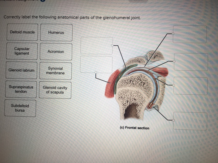 34 Correctly Label The Following Anatomical Parts Of The ...