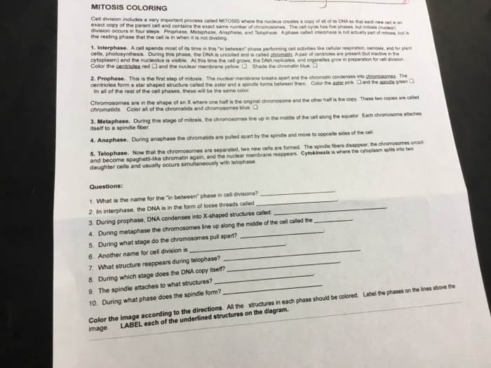 mitosis coloring worksheet