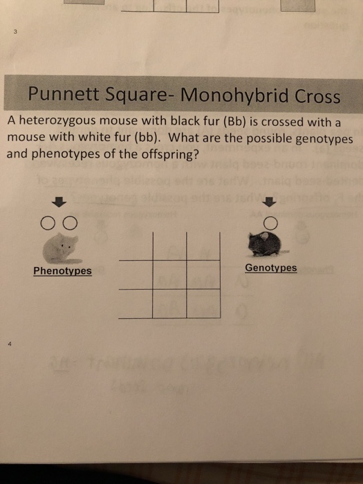 Solved Punnett Square Monohybrid Cross A Heterozygous Mo Chegg Com