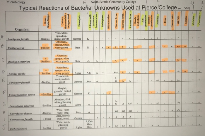 Dichotomous Flow Chart Microbiology