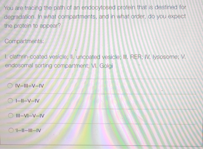 Solved You Are Tracing The Path Of An Endocytosed Protein