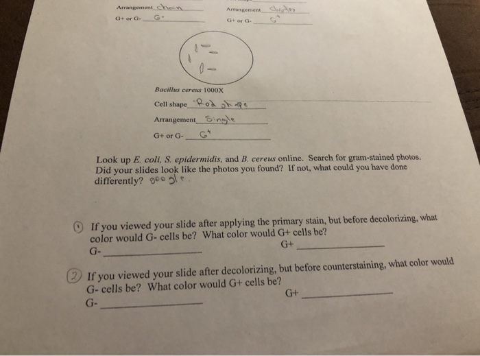 Solved G Or G G G Or G Bacillus Cereus 1000x Cell Shape Chegg Com