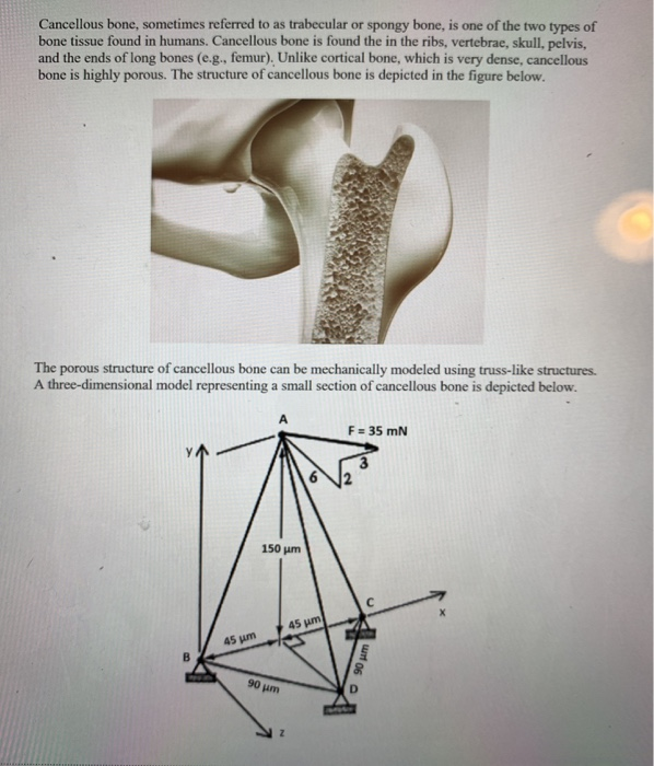 Solved Cancellous Bone Sometimes Referred To As Trabecul Chegg Com