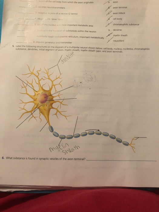 Solved Eon Of The Cell Body From Which The Axon Originates 9 | Chegg.com Solved Eon Of The Cell Body From Which The Axon Originates 9 | Chegg.com