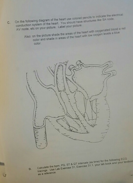 Solved C On The Following Diagram Of The Heart Indicate