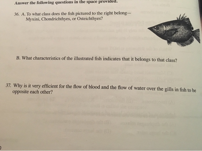 class osteichthyes characteristics