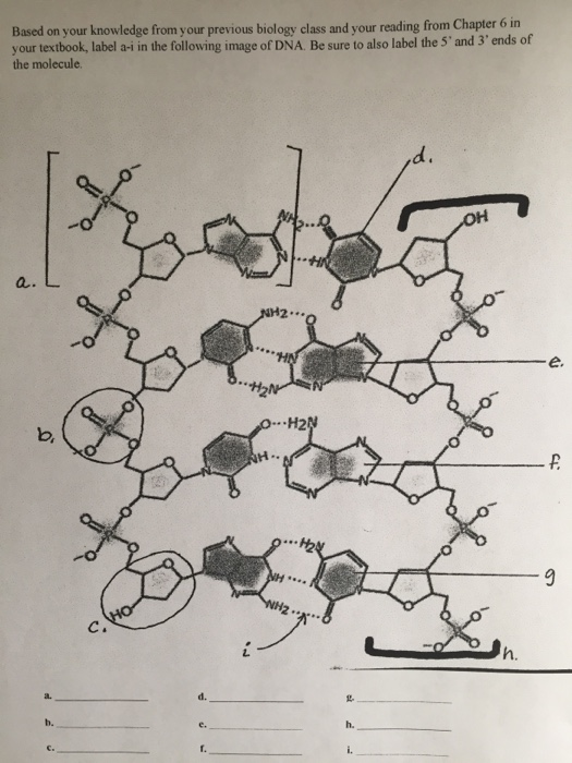 Based on your knowledge from your previous biology class and your reading from Chapter 6 in your textbook, label a-i in the following image of DNA. Be sure to also label the 5 and 3ends the molecule a. L На L. h. d. b. h.