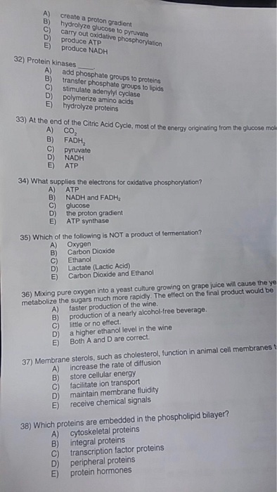 Solved 31 In The Absence Of Atp Synthase Animal Cells Chegg Com