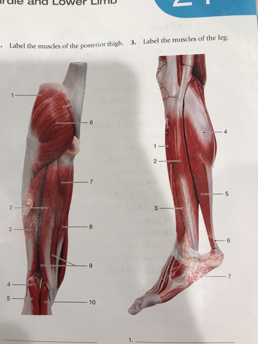 Muscle Labeled Leg