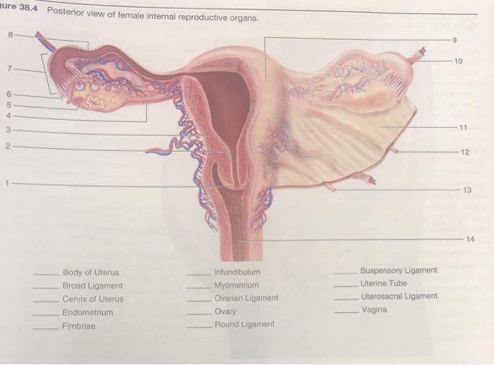 Solved Ure 38 4 Posterior View Of Female Internal Reprodu Chegg Com