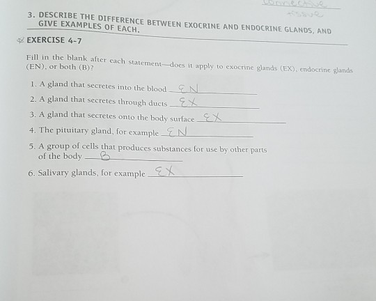 Solved 3 Describe The Difference Between Exocrine And Chegg Com