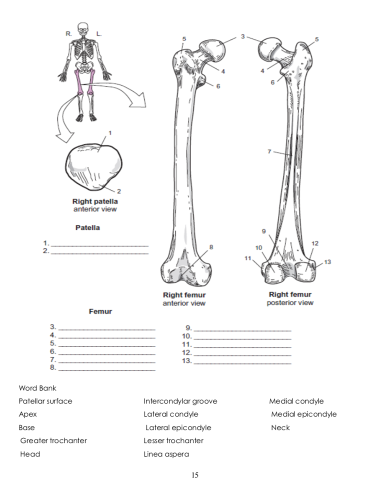 right patella