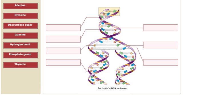 Solved: Adenine Cytosine Deoxyribose Sugar Guanine Hydroge... | Chegg.com