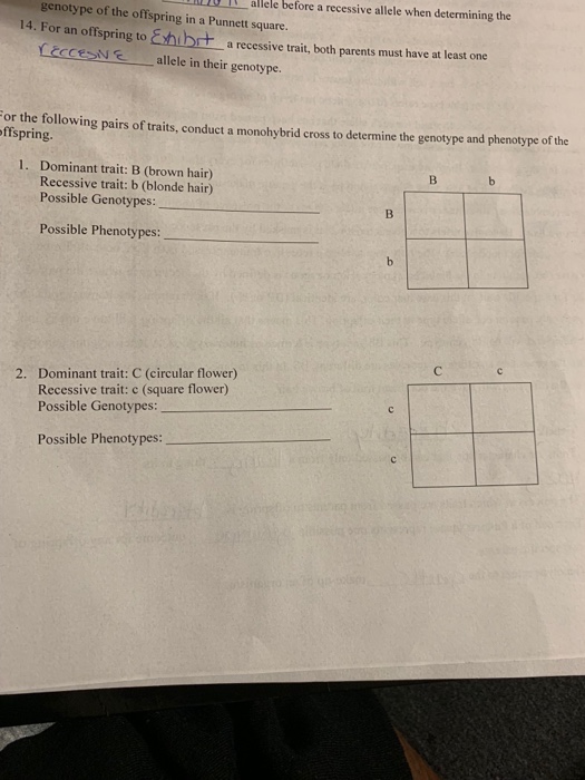 Solved Ot Allele Before A Recessive Allele When Determini