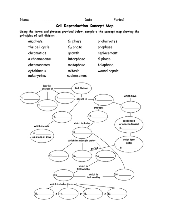 cell cycle concept map mitosis