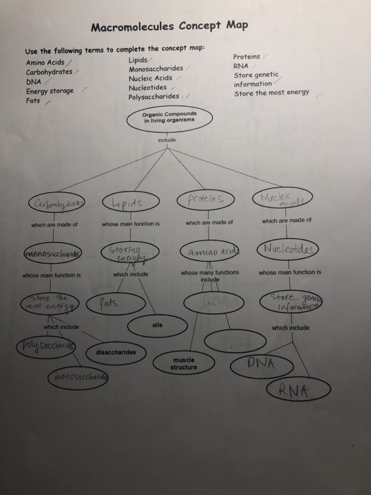 Solved Macromolecules Concept Map Use The Following Terms