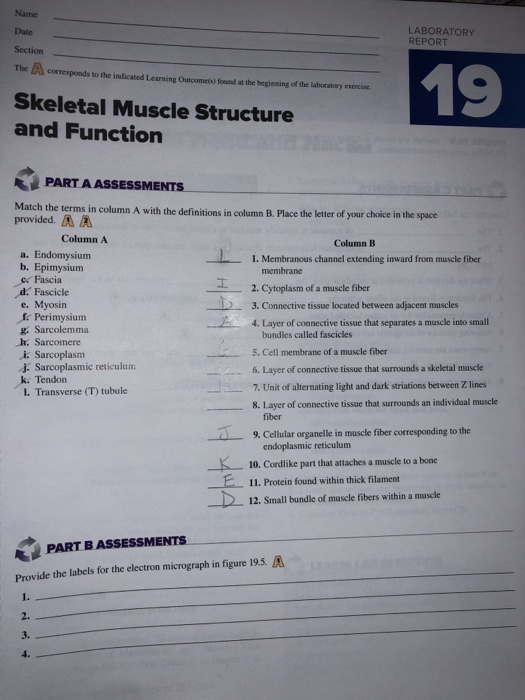 Skeletal Muscle Structure And Function Match The Chegg 