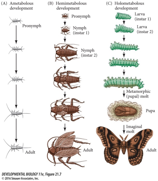 Solved: 2. Understand Hormonal Control Of Insect Metamorph ...
