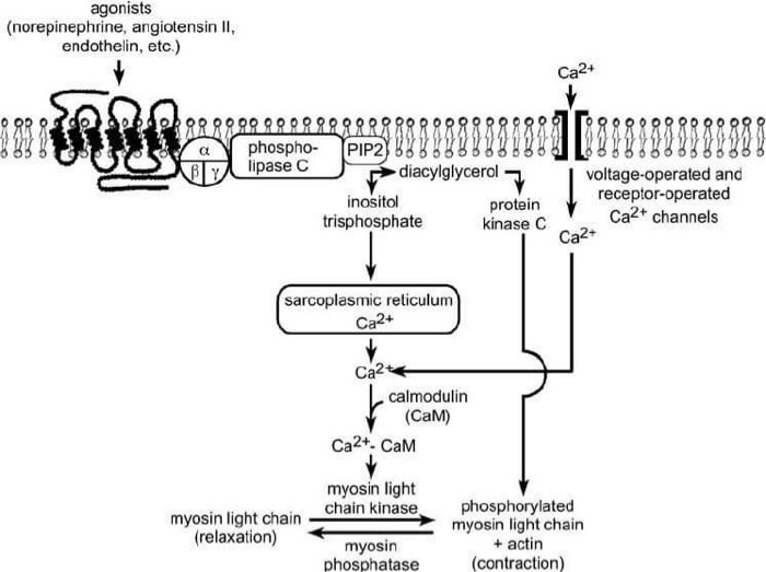 protein lipase c Phospholipase C main image 1