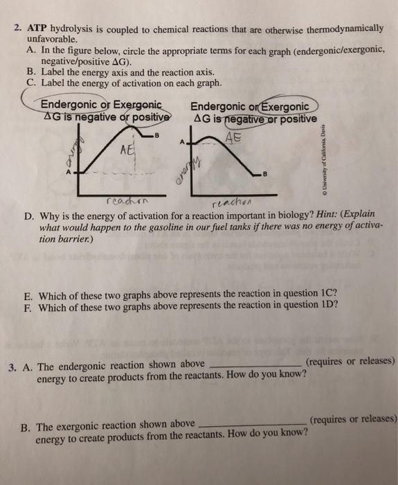 Is Atp Hydrolysis An Endergonic Reaction Wasfa Blog