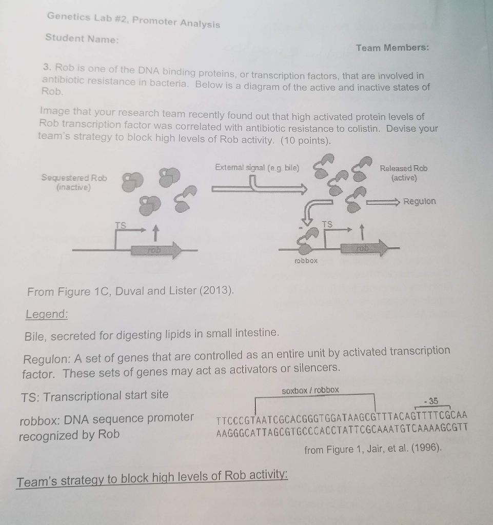 ... Name: Analysis T #2, Student Genetics Promoter Lab Solved: