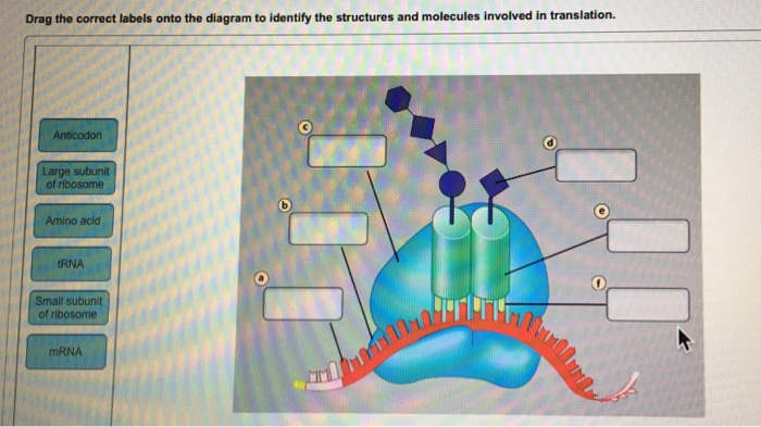 Drag the correct labels onto the diagram to identify