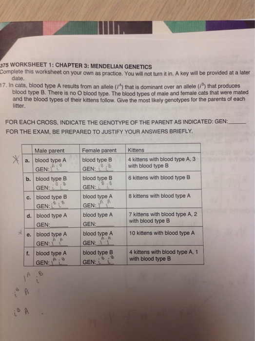 Solved 375 Worksheet 1 Chapter 3 Mendelian Genetics Com Chegg Com